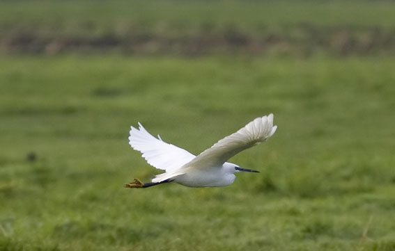 Kleinezilverreigers221008G